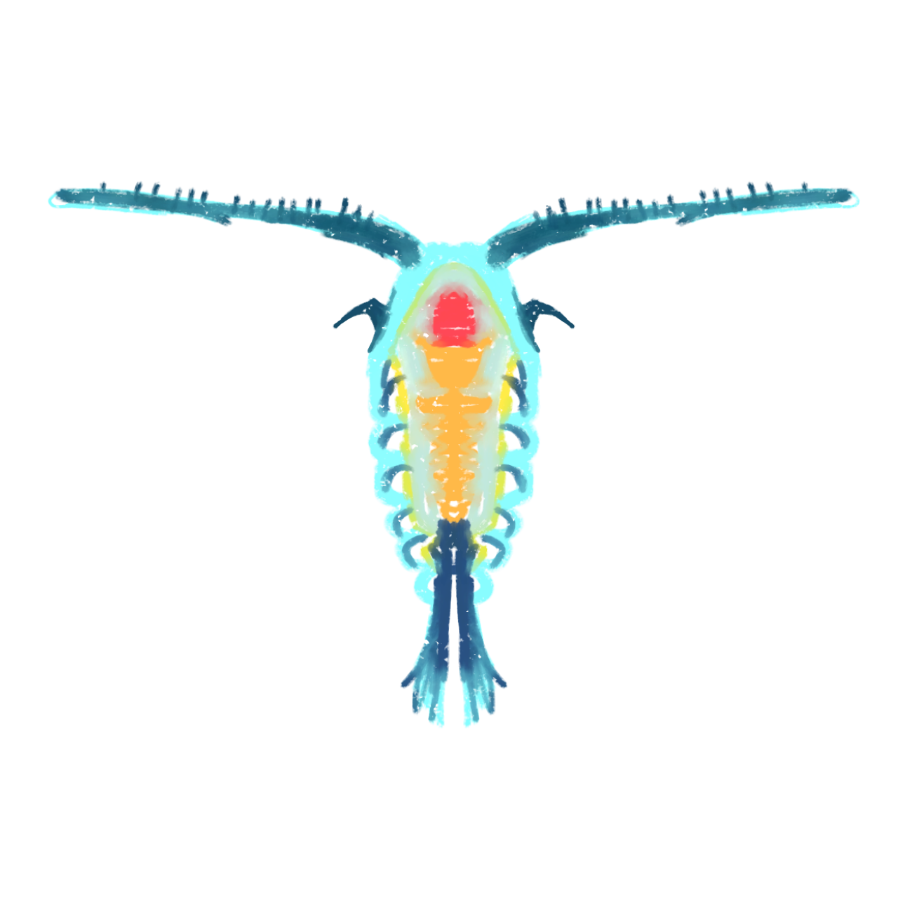 a colorful, stylized depiction of a small aquatic plankton.it has a long, segmented body, and two large antennae extending outwards. The body features a mix of vibrant colors, including shades of blue, yellow, orange, and a red spot near the head area.